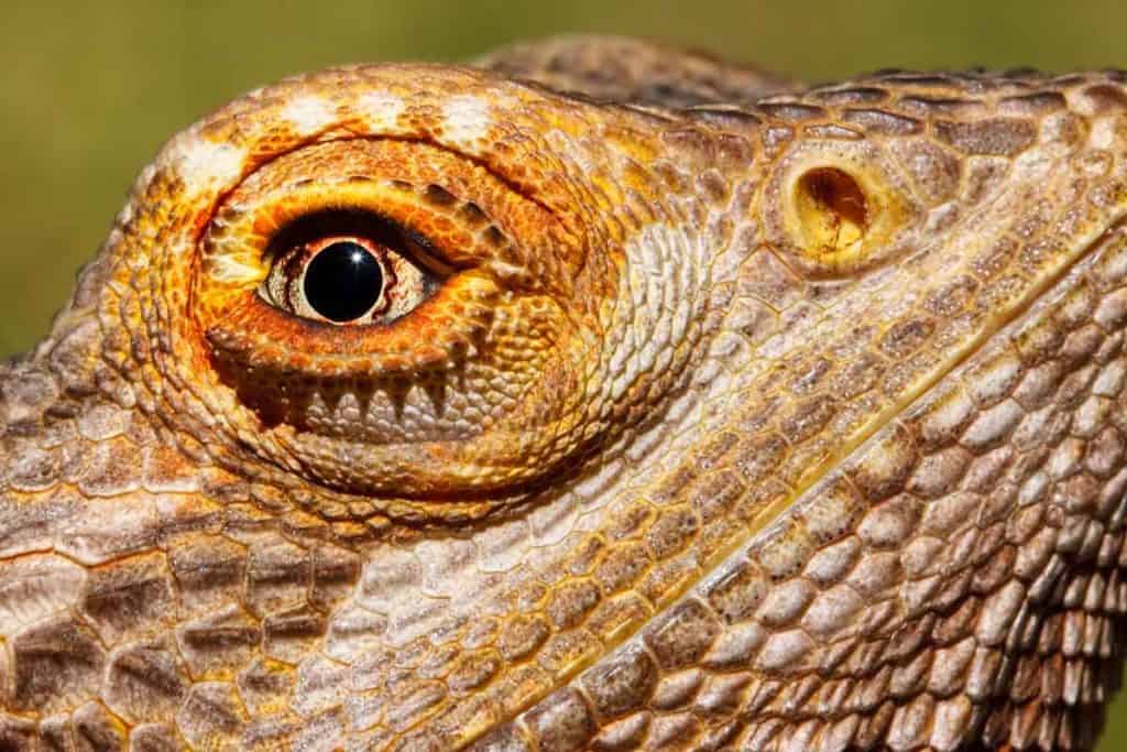 Bearded Dragon Sunken Eyes