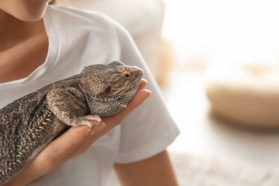 Can Music Be Dangerous to Bearded Dragons?