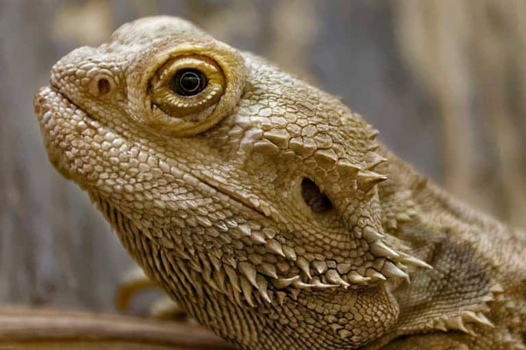 Bearded Dragons with Sunken Eyes (Causes & Treatments)