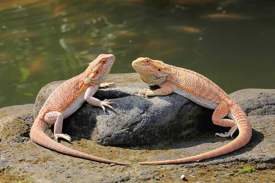 Do All Bearded Dragons Enjoy Swimming?