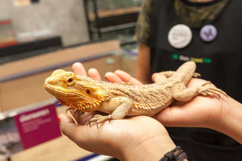 Do Bearded Dragons Like Music