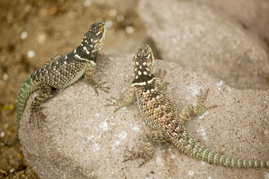 Florida Scrub Lizard