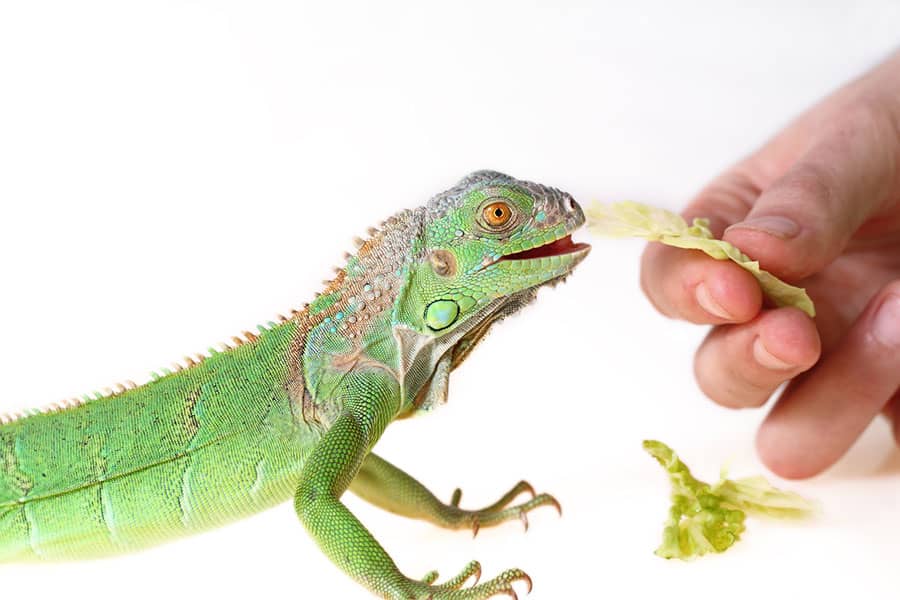Herbivorous Lizards’ Diets