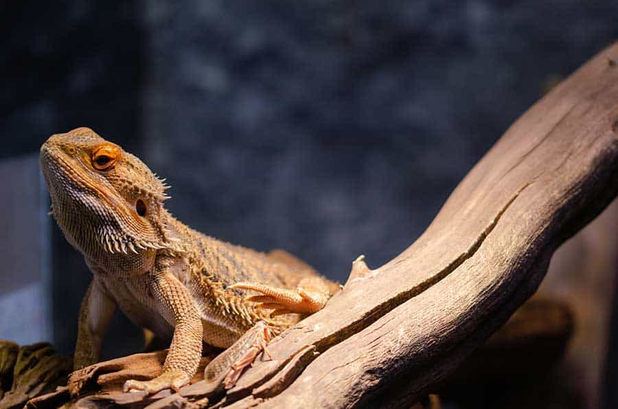 How Do I Treat Stress and Keep My Bearded Dragon Calm?