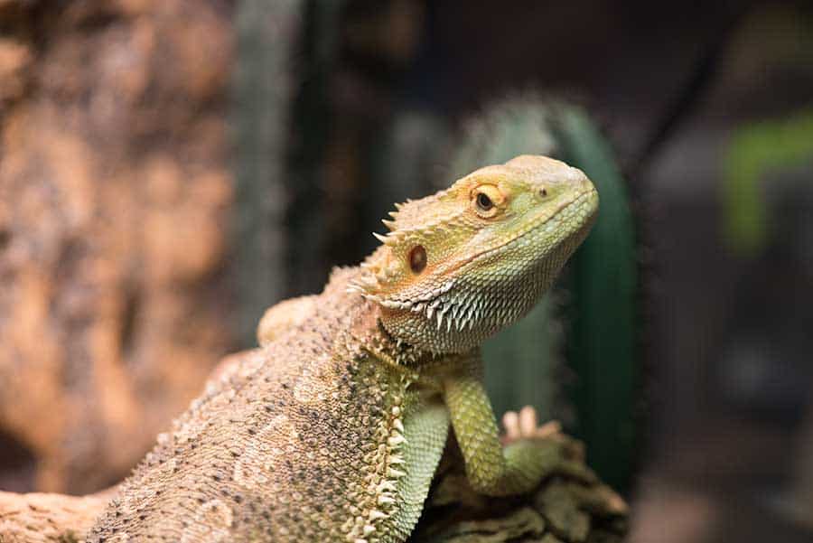 Other Signs of Stress in Bearded Dragons