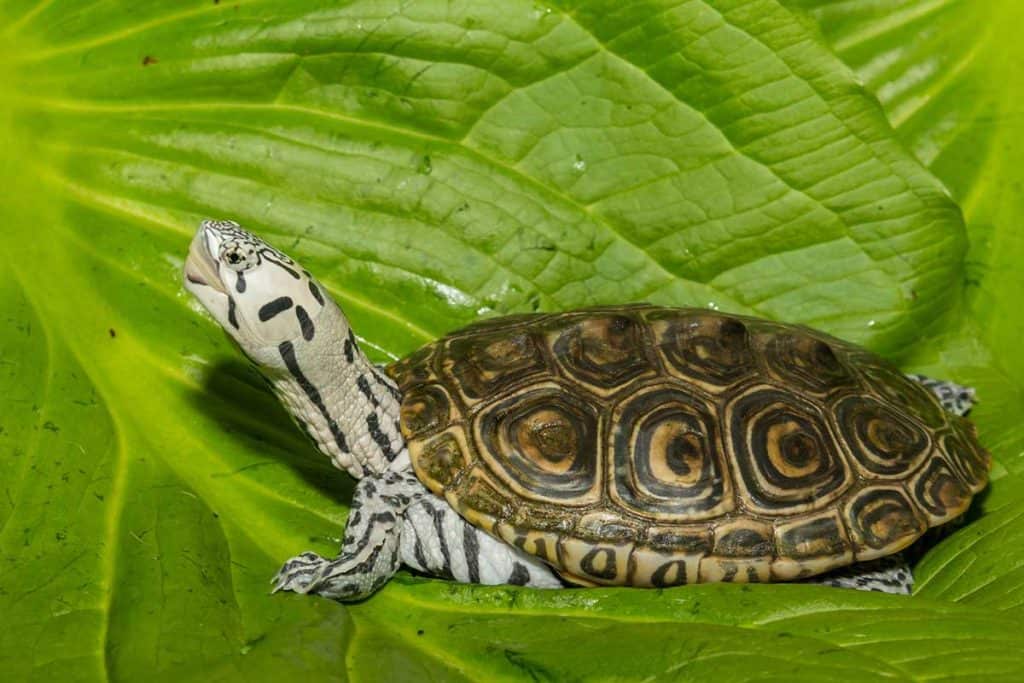 Terrapin vs Turtle
