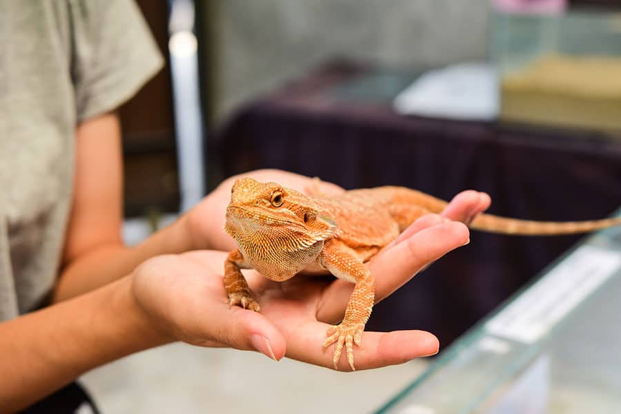 The Reasons Why Your Bearded Dragon Stares at You