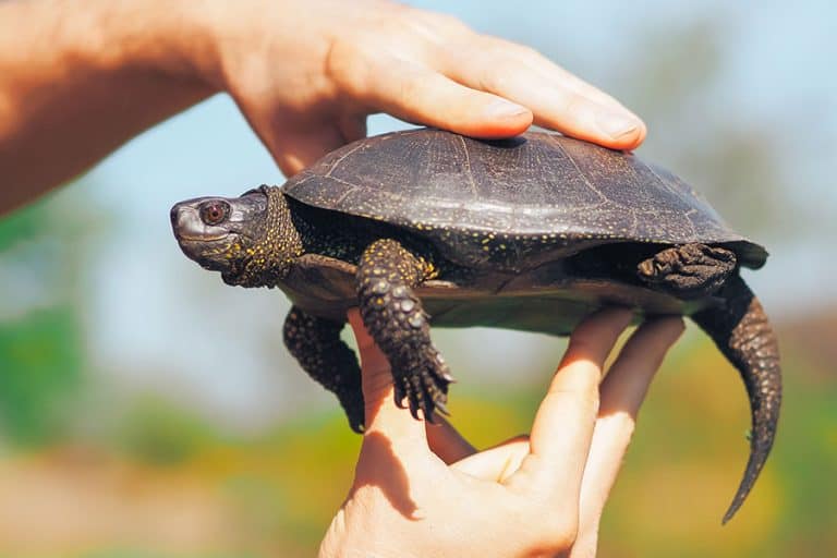 Turtle vs Tortoise vs Terrapin: The Differences