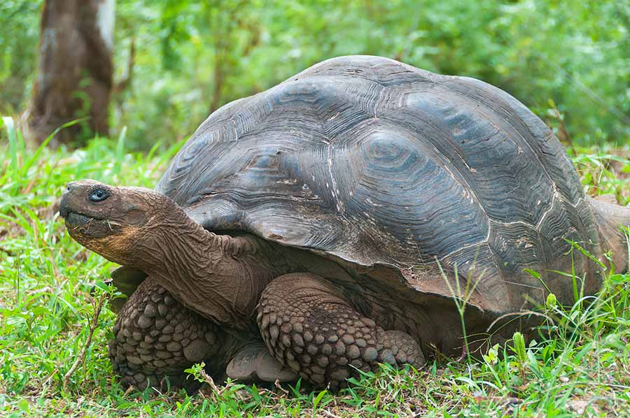 Turtles vs Tortoises vs Terrapins: Overview