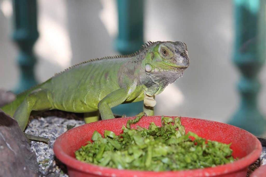 What Do Florida Lizards Eat? (+10 Florida Lizard Profiles)