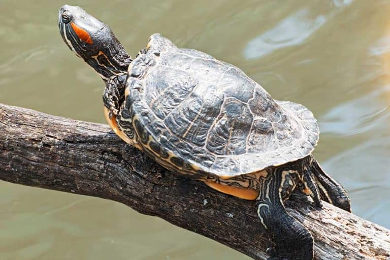 Yellow-Bellied Slider vs Red Eared Slider: What’s the Difference?