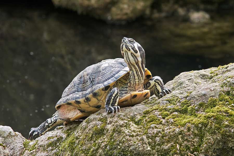Yellow-Bellied Slider vs Red Eared Slider: What’s the Difference?