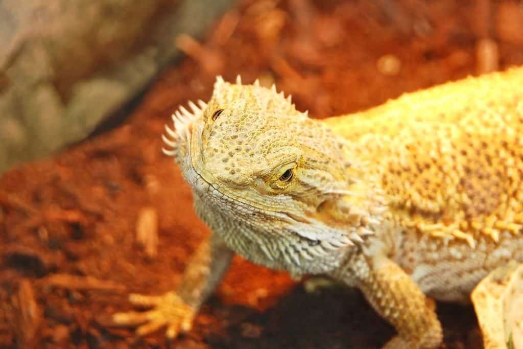 bearded dragon stress marks