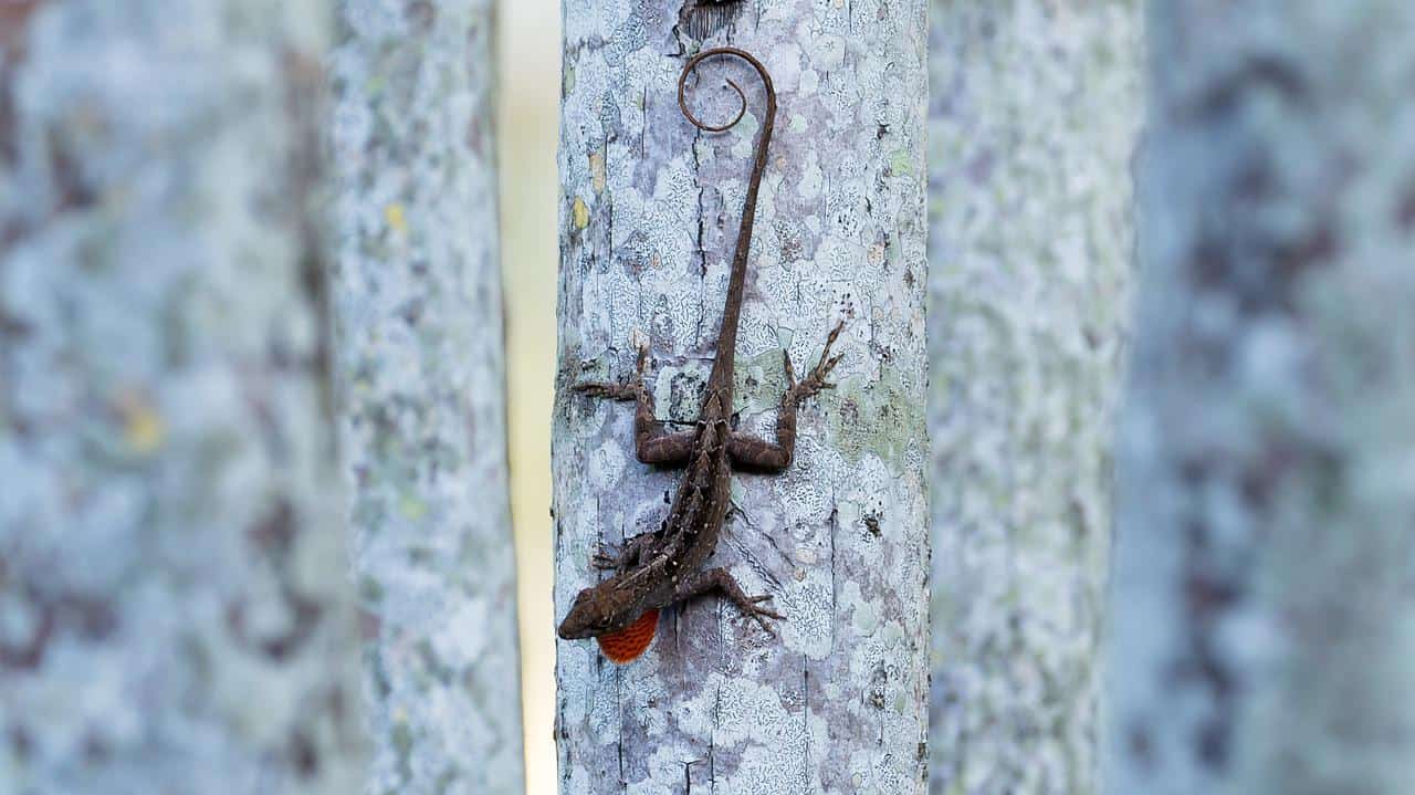 brown anole