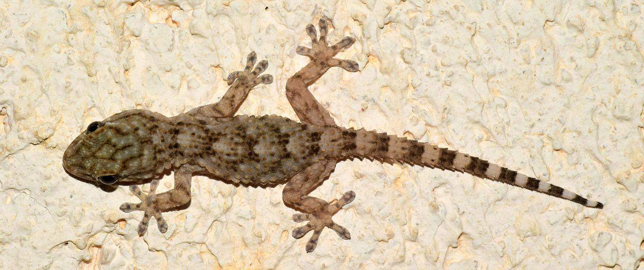 mediterranean house gecko