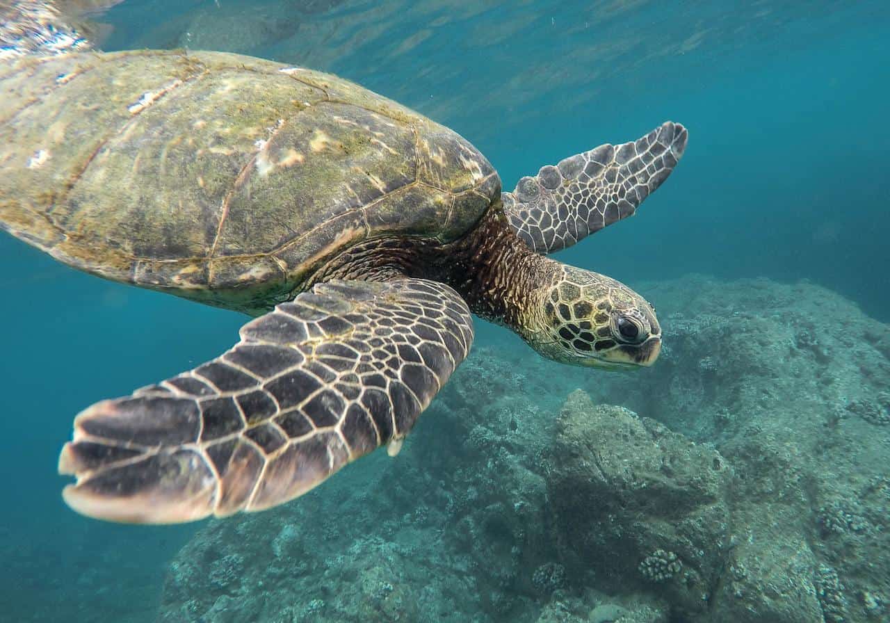 sea turtle