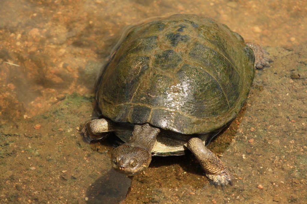 Turtle vs Tortoise vs Terrapin: The Differences