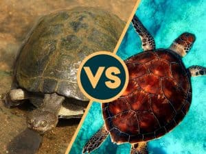 Terrapin Vs Turtle — What’s The Difference?