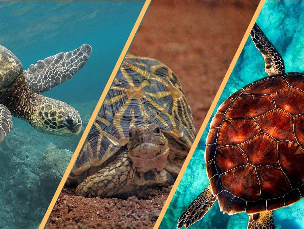 Turtle Vs Tortoise Vs Terrapin