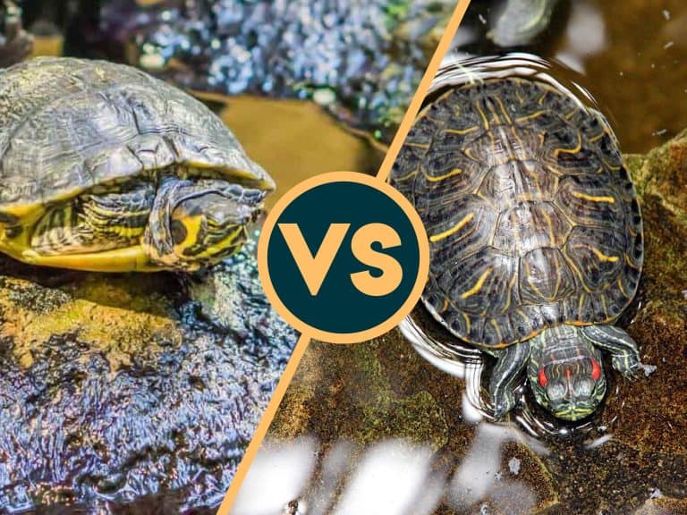 Yellow-Bellied Slider vs Red Eared Slider: What’s the Difference?