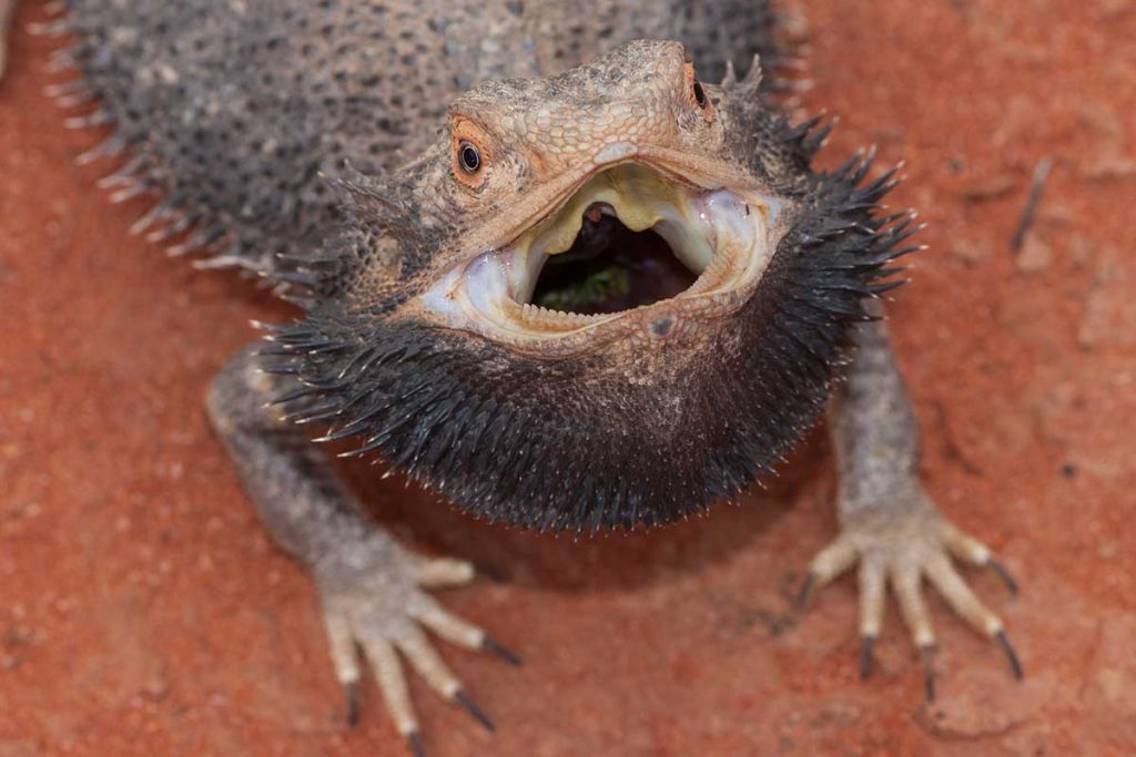 Bearded Dragon Coughing