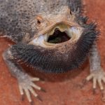 Bearded Dragon Coughing