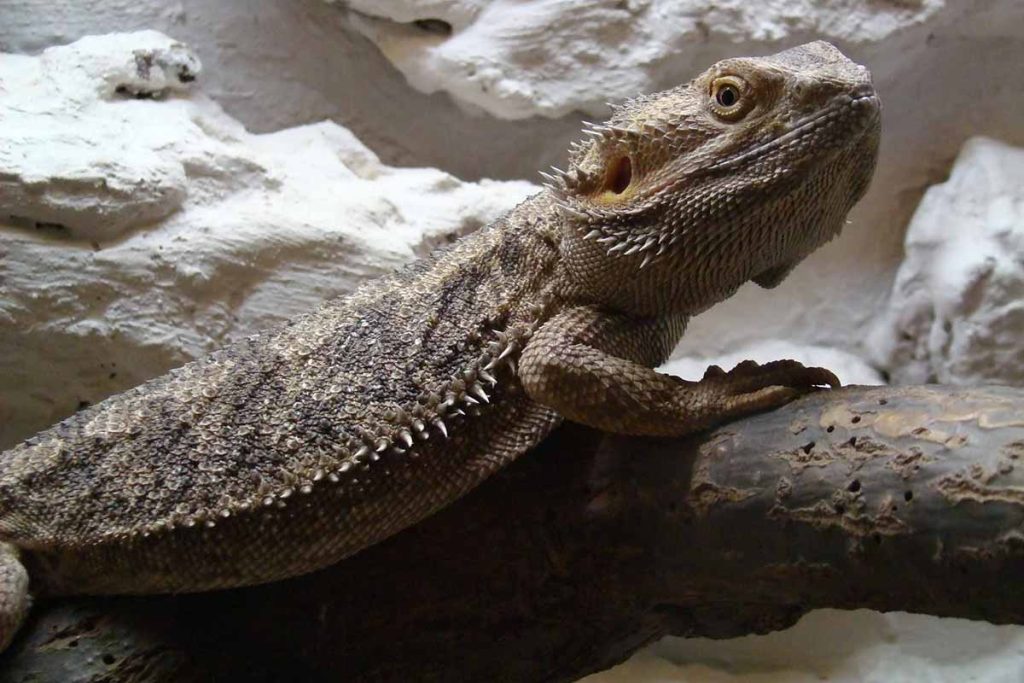 Bearded Dragon Not Growing