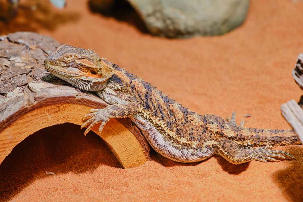 Bearded Dragon Sleeping In Corner