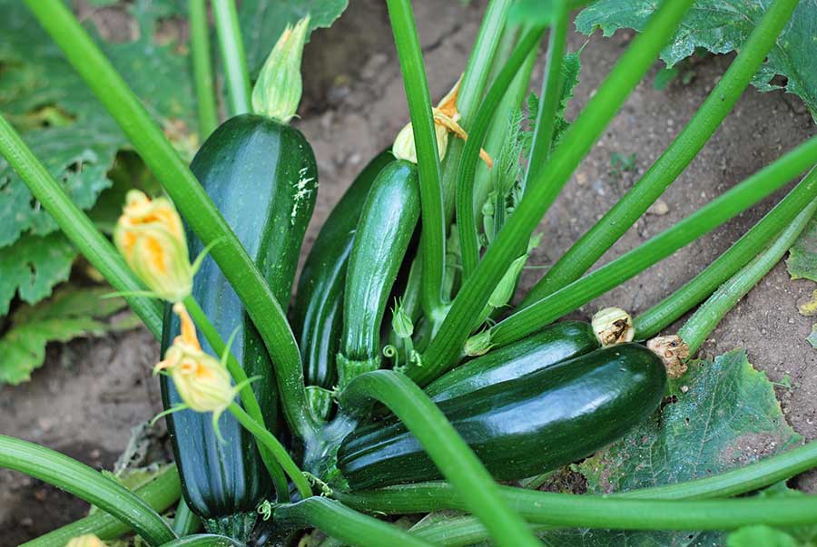 Best Vegetables for Bearded Dragons