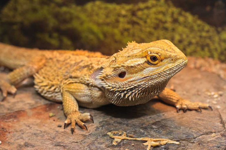 Why Is My Bearded Dragon Breathing Heavily?