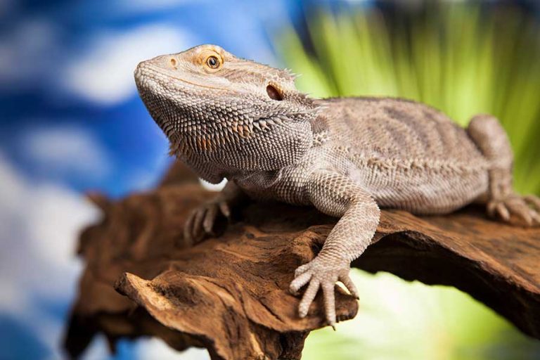Why Is My Bearded Dragon Breathing Heavily?