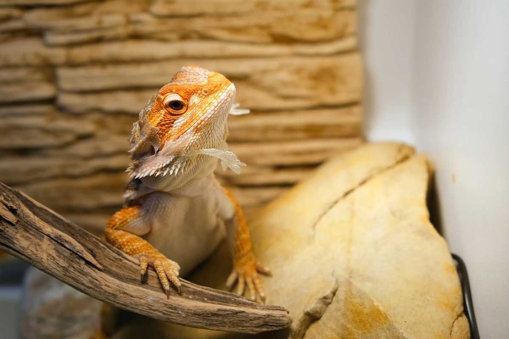 Can Bearded Dragons Eat Avocado