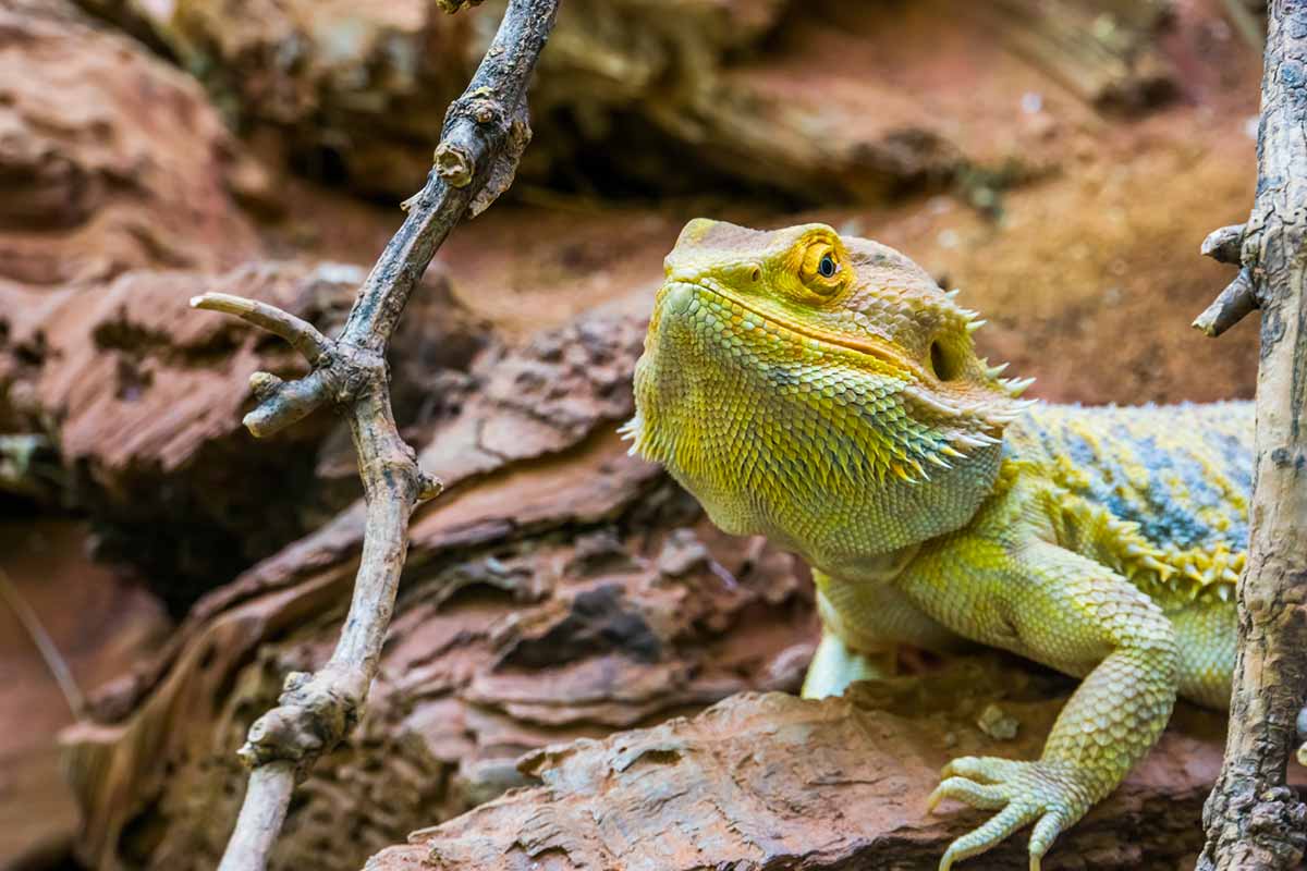 Bearded Dragon