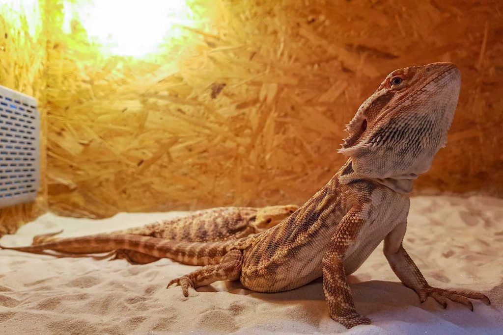 Can Bearded Dragons Eat Cauliflower