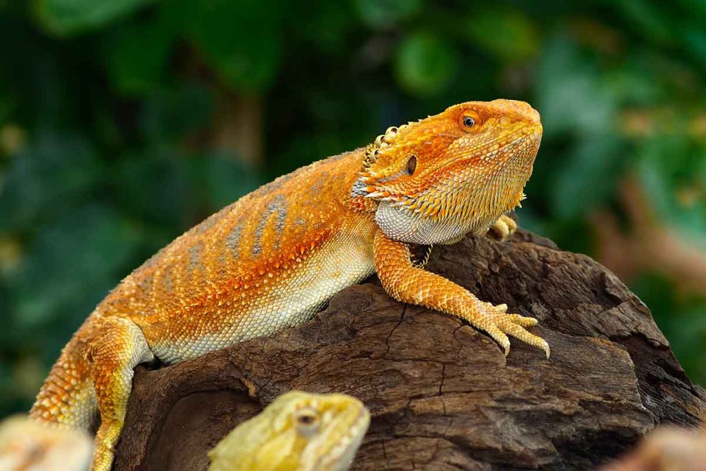 Bearded Dragon