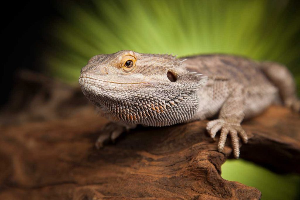 bearded dragon bite wound