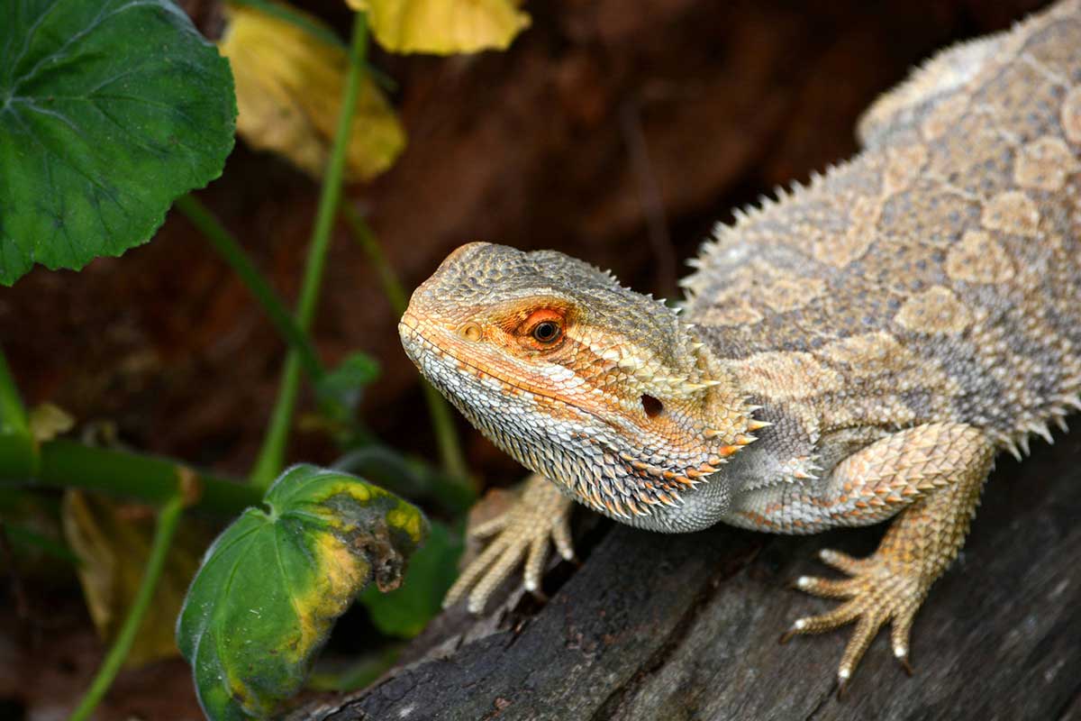 should Bearded Dragons Eat Zucchini