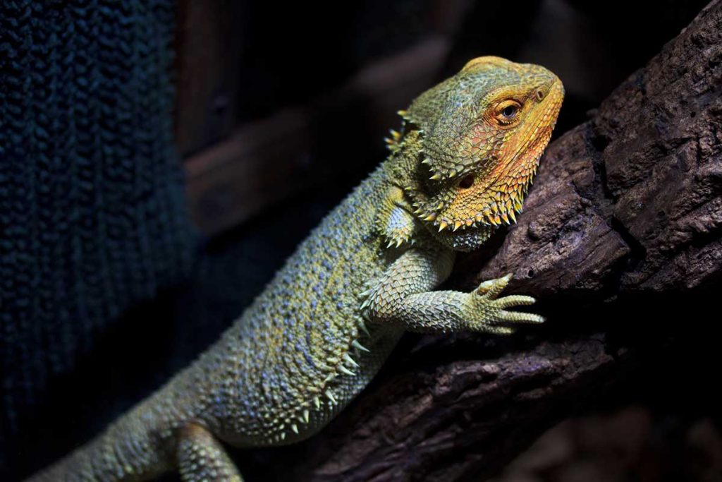 Do Bearded Dragons Fart