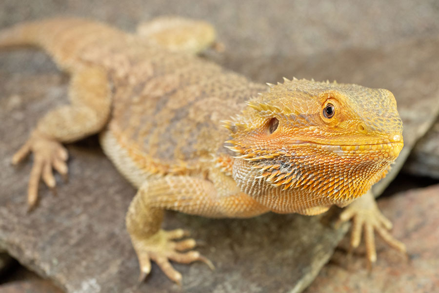 How Big Do Bearded Dragons Get?