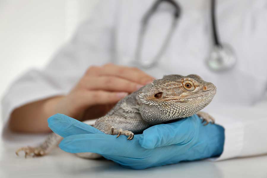 How Do I Treat a Bearded Dragon Coughing?