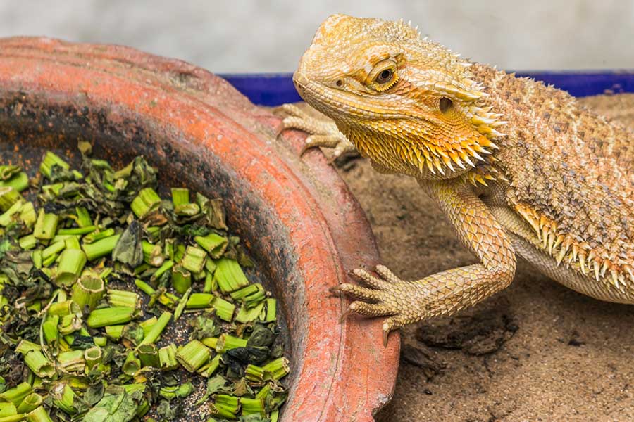 How Do You Know if Your Beardie isn’t Getting Enough Calcium?