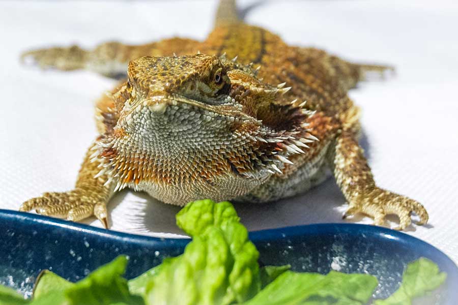 How to Feed Cilantro to Your Bearded Dragon