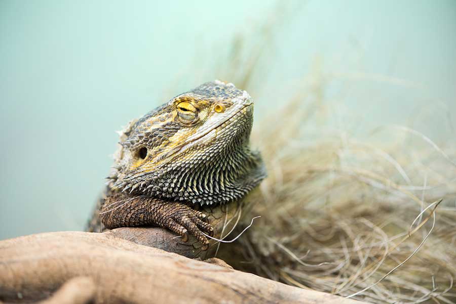 Reasons Your Beardie Changes Their Digging Behavior