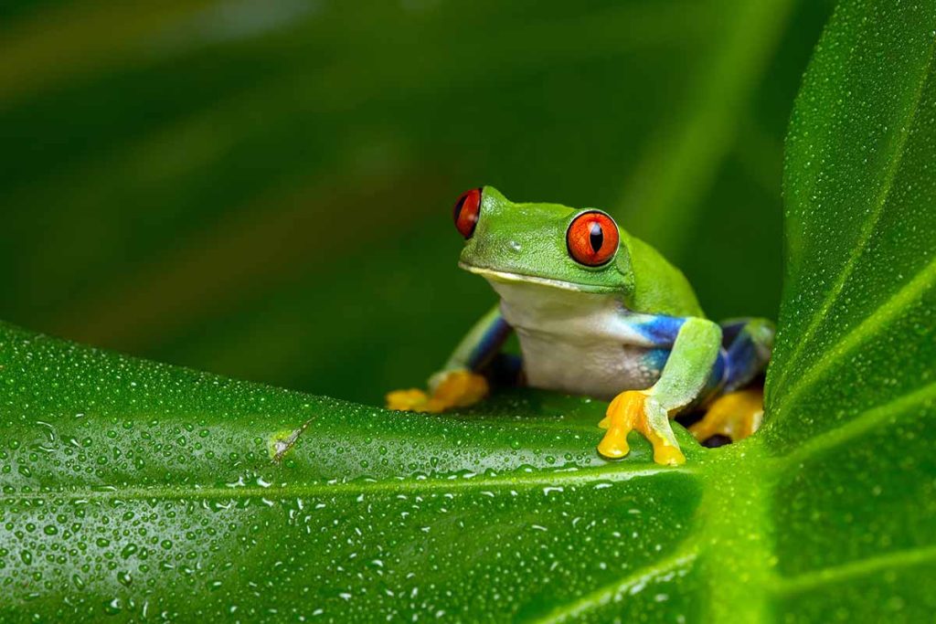 Red Eyed Tree Frog Care
