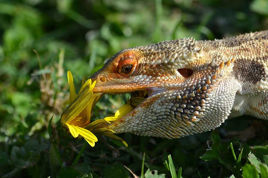 So Can Bearded Dragons Eat Brussels Sprouts?