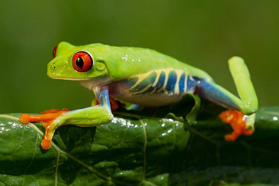 The Red-Eyed Tree Frog’s Behavior and Temperament