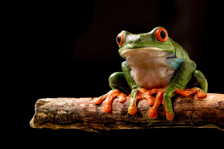 The Right Enclosure for Red-Eyed Tree Frogs
