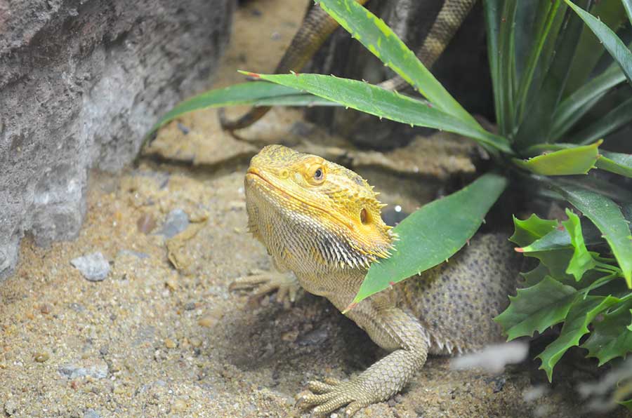 What Your Bearded Dragon Can Eat Instead of Avocado