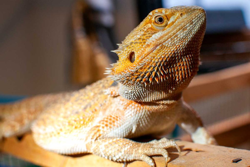 Why Is My Bearded Dragon Hiding? (8 Reasons)