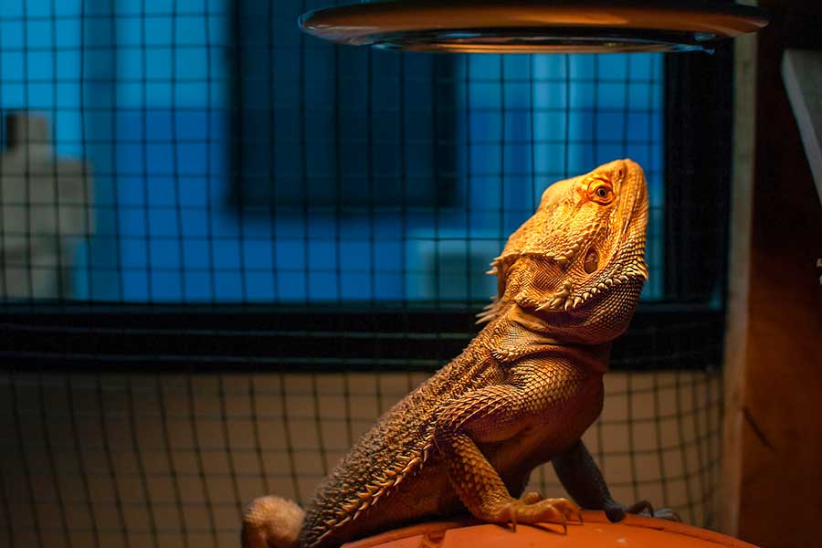 Your Bearded Dragon Is New to the Enclosure